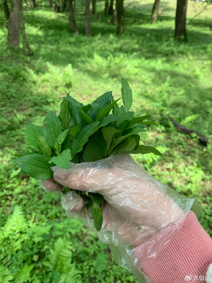 14种春日必挖的野菜图谱,建议现在就行动,等下个月