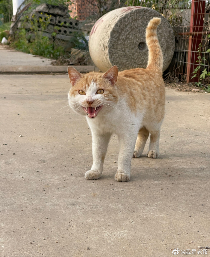 一看就是反猫德联盟的成员