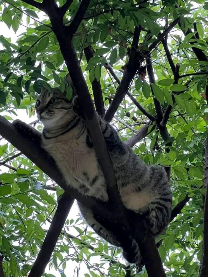 树上发现一只肥猫
