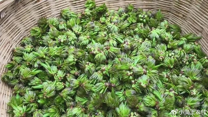 有"植物活化石"之称的杜仲树,花尤其珍贵,加工成茶叶200元斤