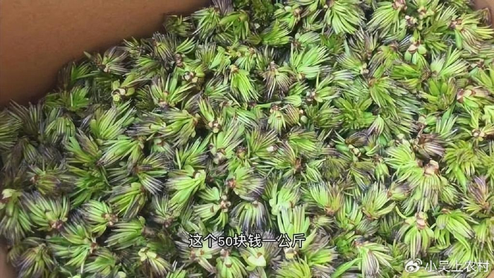 有"植物活化石"之称的杜仲树,花尤其珍贵,加工成茶叶200元斤