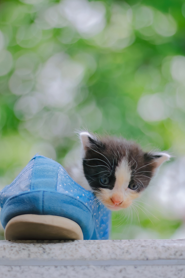 世间慌慌张张,小猫不慌不忙 治愈人心的猫猫日历壁纸(二十四)