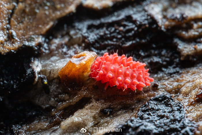 疣跳虫也太像qq糖了