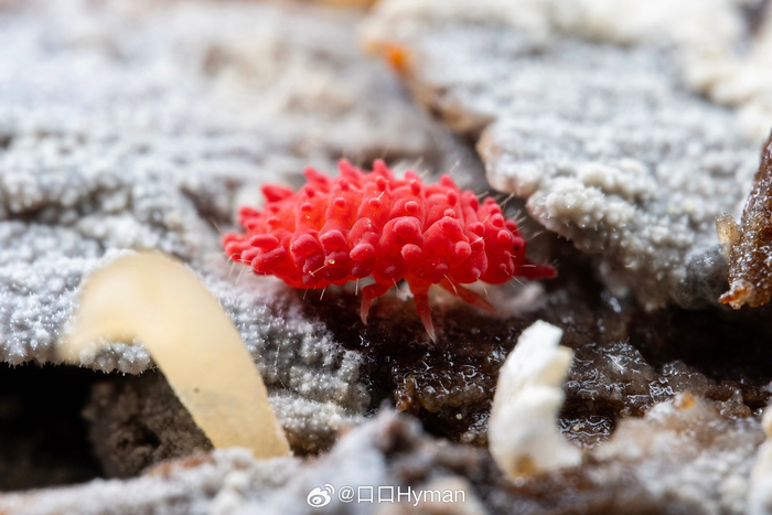 疣跳虫也太像qq糖了