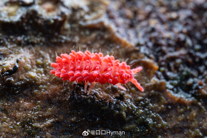 疣跳虫也太像qq糖了