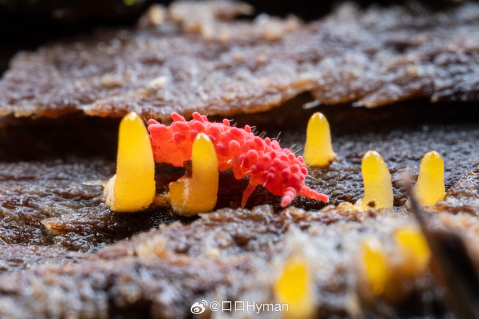 疣跳虫也太像qq糖了