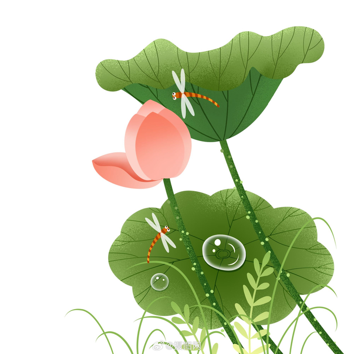 夏日荷花|中国风荷花免抠手绘插画素材
