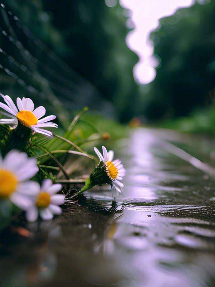 伤感风景花草图片