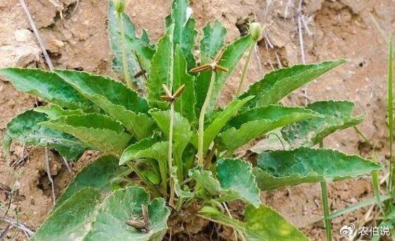 作為一種一年生草本植物,它以其優雅的姿態和長達五個月的花期成為