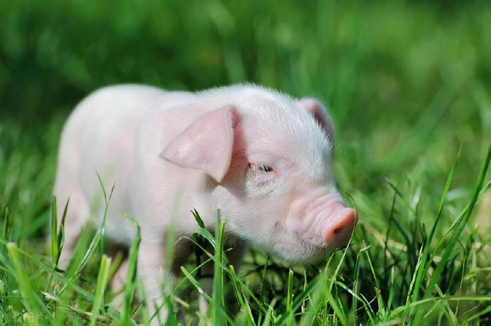 猪价全面上涨,节前利好支撑,这波能涨多久?