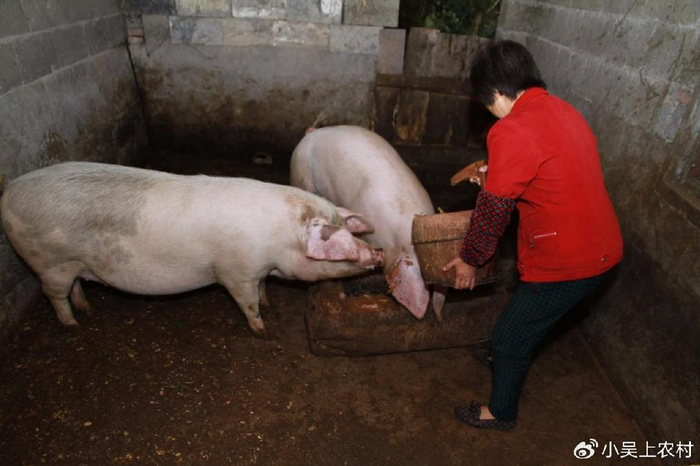 20年前农村家家养猪,为何如今很少人养猪了,6个现实原因