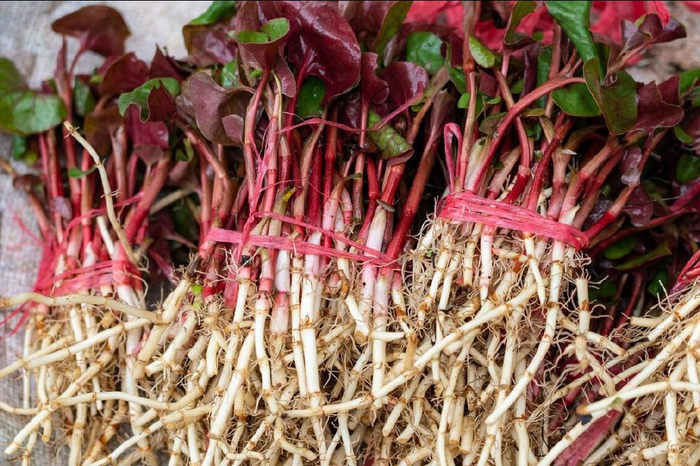 春天建议常吃它,消炎抗菌,增强免疫力|消炎|鱼腥草|凉拌_新浪新闻