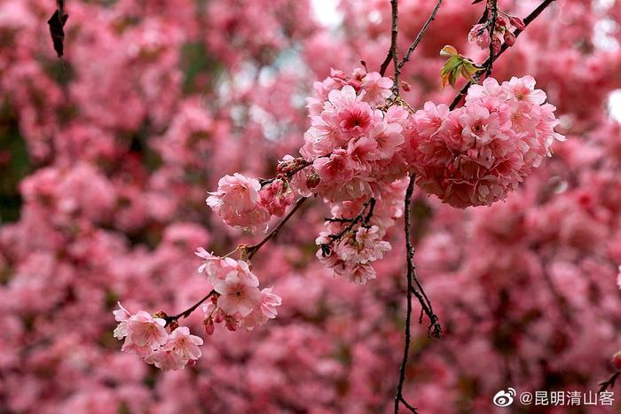 圆通山动物园樱花图片