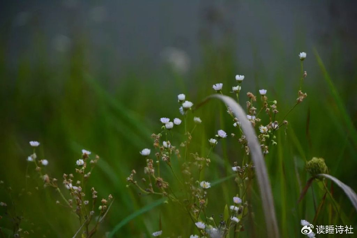每日好诗|我有一种敬畏,原本出自一颗真心|读睡诗选之草长莺飞|读睡