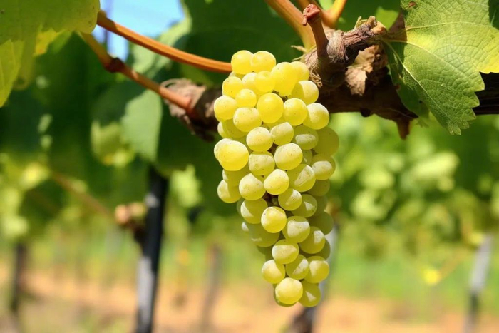 高甜预警青岛葡萄采摘指南