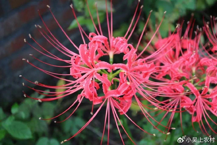 一种有毒植物,花叶永不相见,却又美丽得让人难以忘怀,有何价值|彼岸花