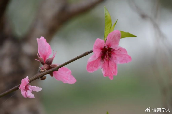 精选诗词|上客何殊争妙手,平添斗志傲来人