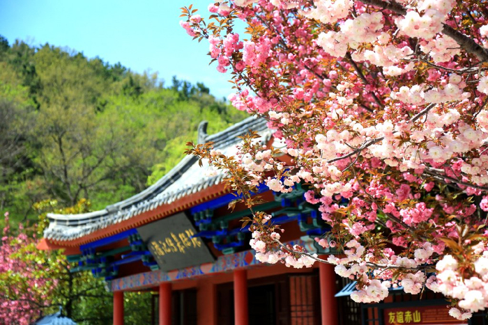 在山东,春天可以___?|威海赤山|里口山|樱花_新浪新闻