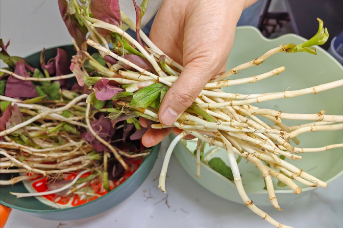 春天建议常吃它,消炎抗菌,增强免疫力|消炎|鱼腥草|凉拌_新浪新闻