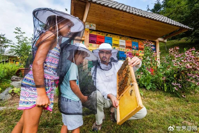 世界蜜蜂日 | 去斯洛文尼亚探访蜜蜂的"甜蜜事业"