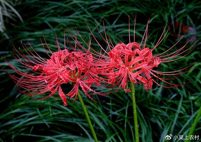 一种有毒植物,花叶永不相见,却又美丽得让人难以忘怀,有何价值|彼岸花