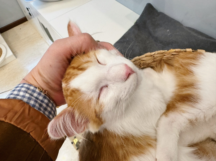 趁两只小猫睡得懵懵懂懂的抓进航空箱