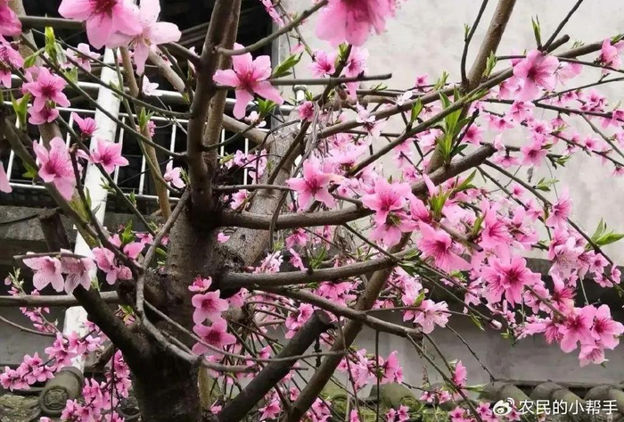 农村院子里有棵桃树,是好事还是坏事?种植桃树有哪些讲究?__财经头条