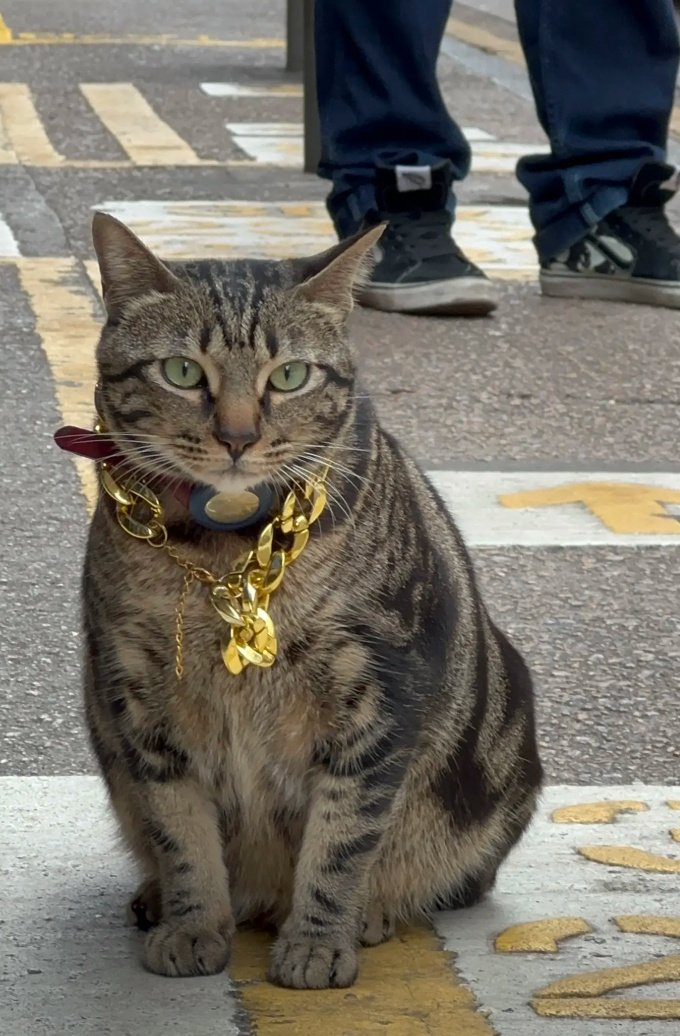 猫老大亲自下场收保护费网友别动你怕是惹上黑帮了