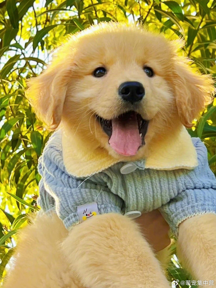 阳光开朗大狗狗