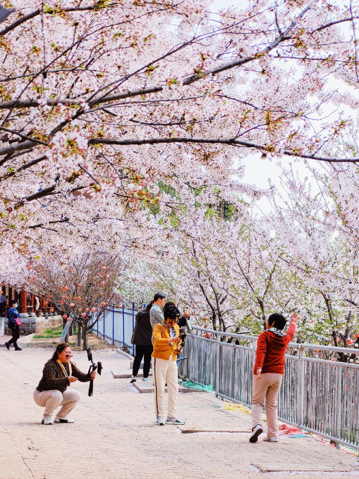 锦绣太原赏花季暨万柏林区第十一届樱花节启动|樱花园|启动仪式|樱花