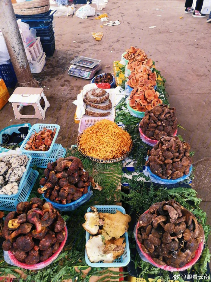 双柏县:食用菌产业强力助推民族地区乡村产业振兴