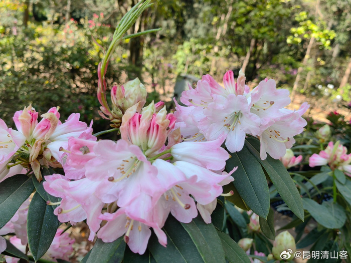 盛开的大花杜鹃