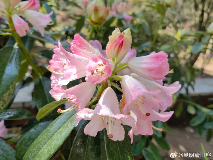 盛开的大花杜鹃