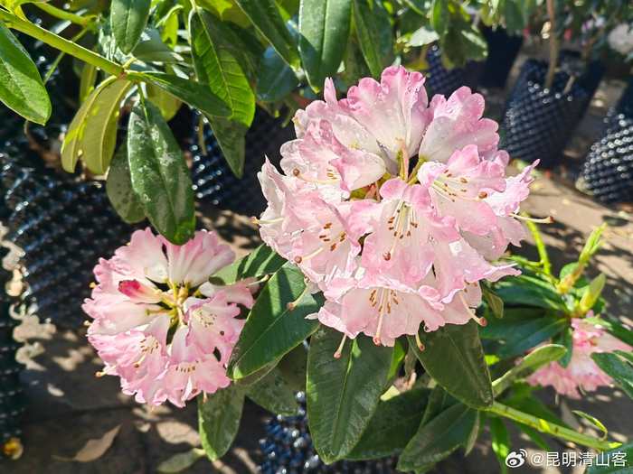 盛开的大花杜鹃