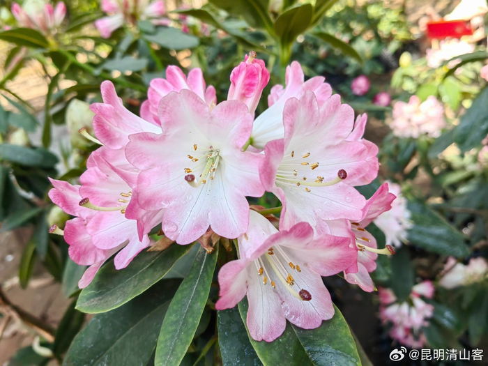 盛开的大花杜鹃