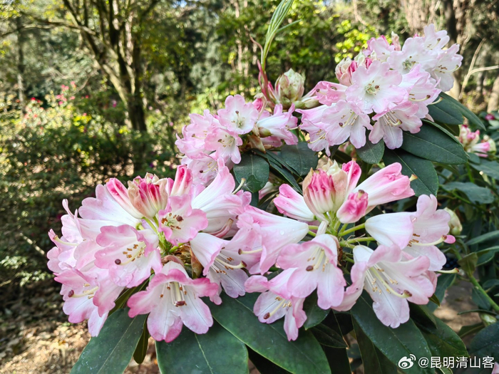 盛开的大花杜鹃