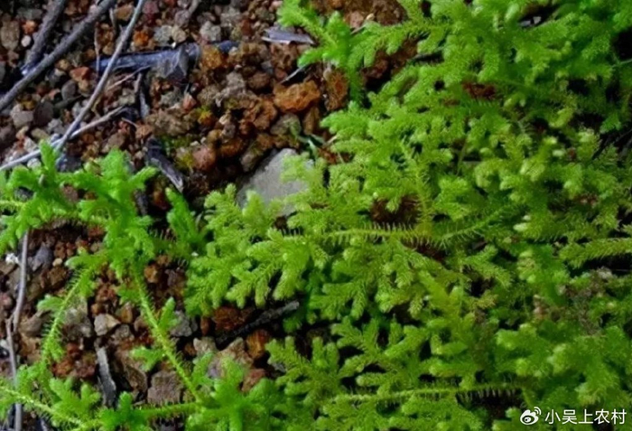 农村常见植物伸筋草,人称铺地蜈蚣,垂穗石松,它的价值你知多少|观赏性|指示|牛尾_新浪新闻