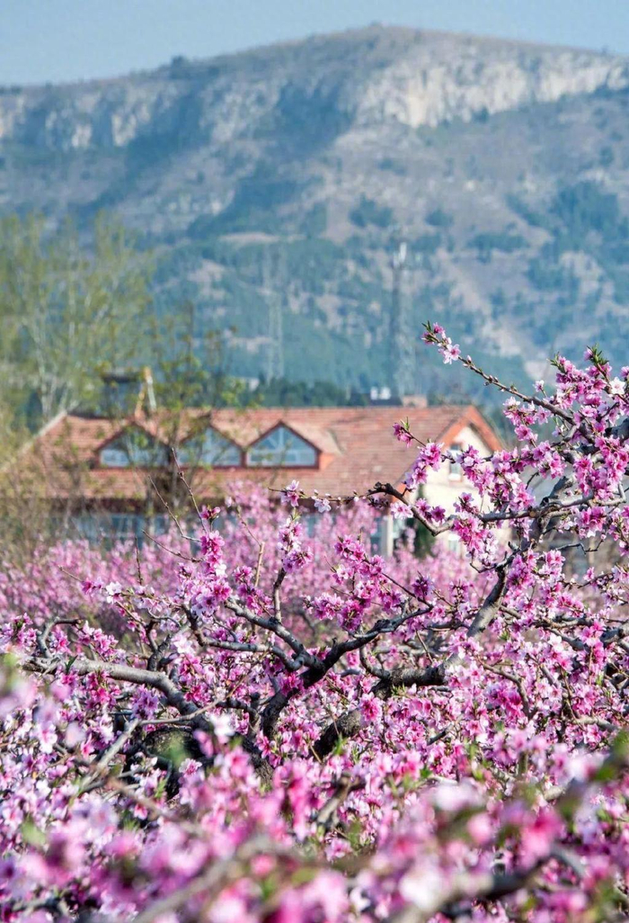 威海赤山|里口山|樱花_新浪新闻