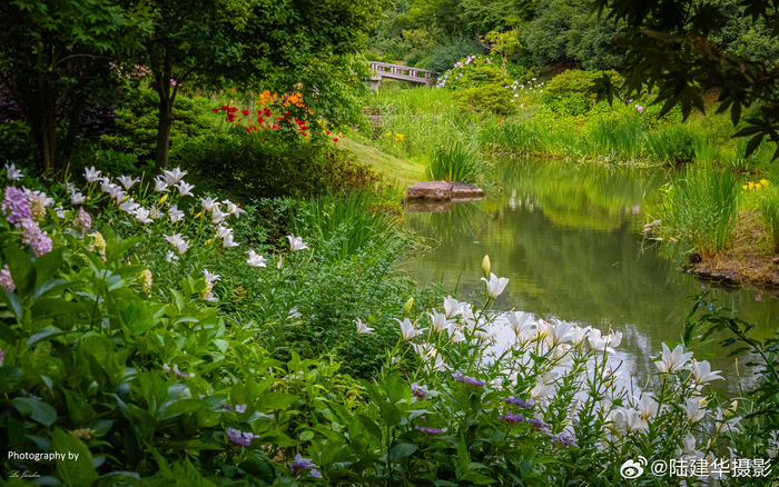 无锡梅园,夏日里的绿荫
