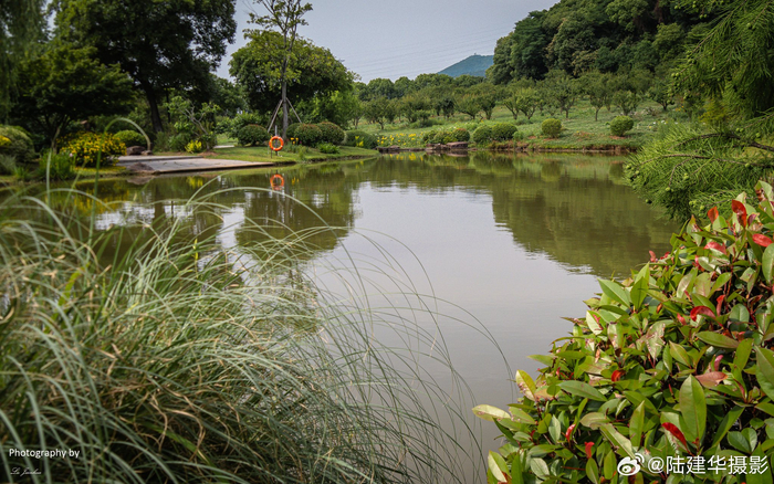无锡梅园,夏日里的绿荫