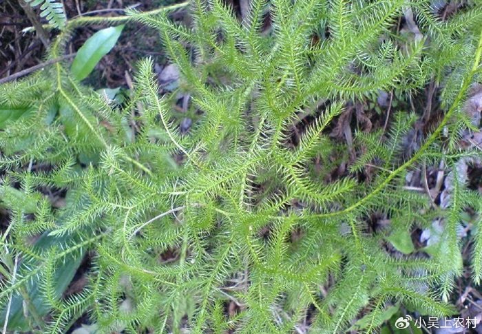 农村常见植物伸筋草,人称铺地蜈蚣,垂穗石松,它的价值你知多少|观赏性|指示|牛尾_新浪新闻