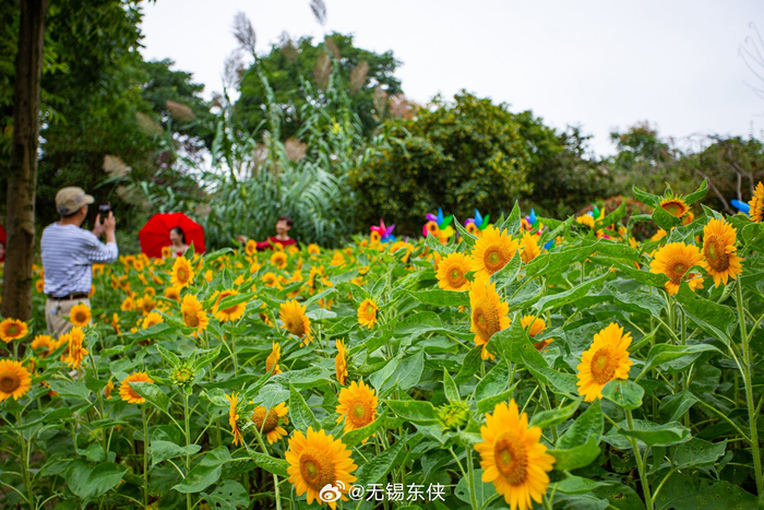 蠡园的金葵花在每年的十月绽放在丰收的季节里金光灿灿