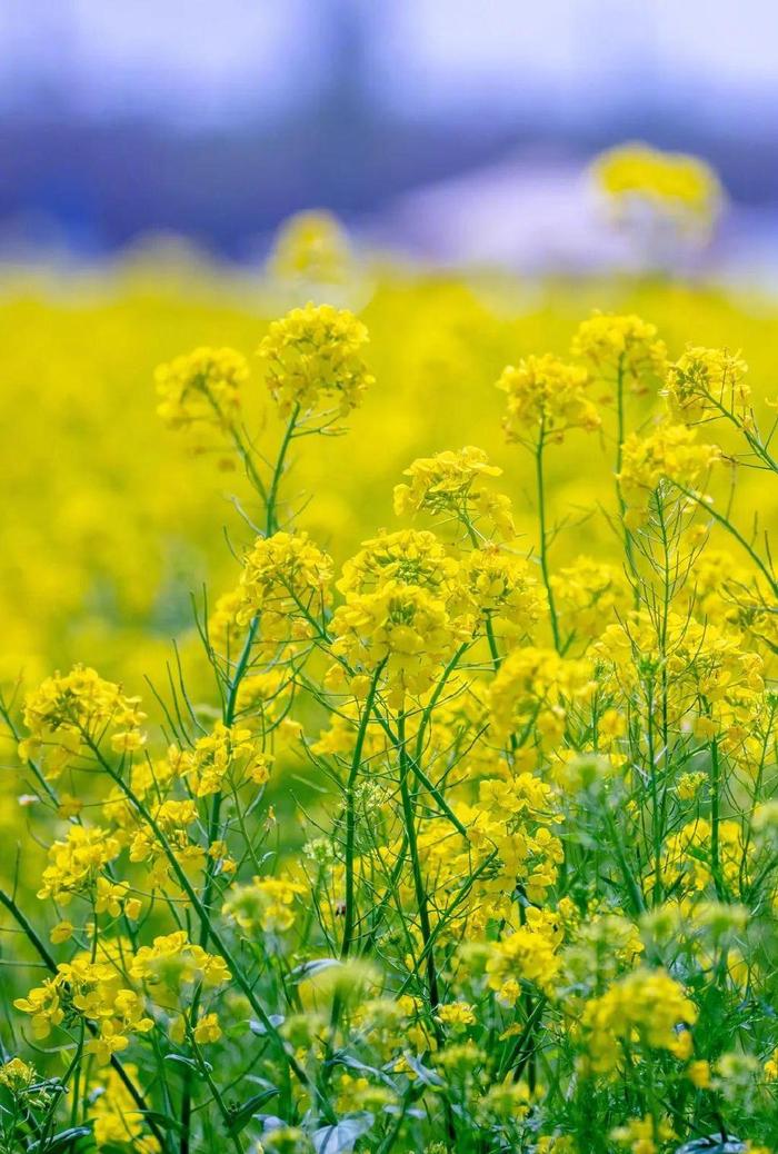 兖州牛楼油菜花门票图片