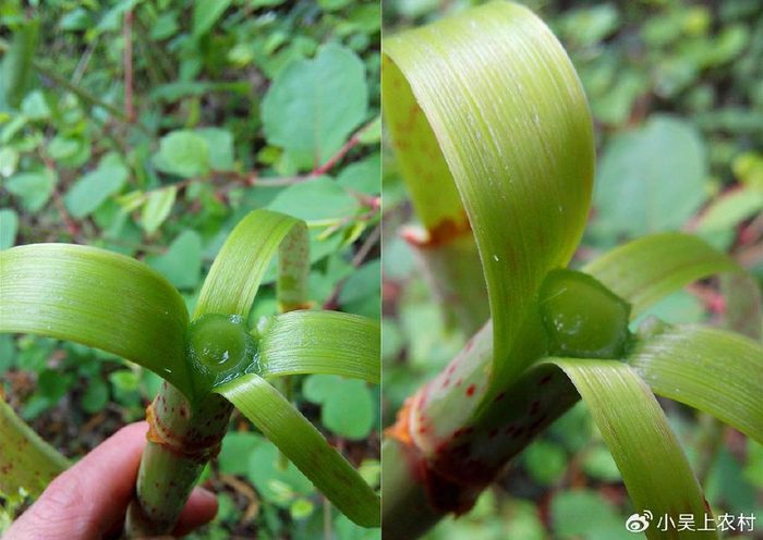 远看像竹笋的酸筒杆,儿时采它当零食吃,如今却被视为入侵植物|虎杖