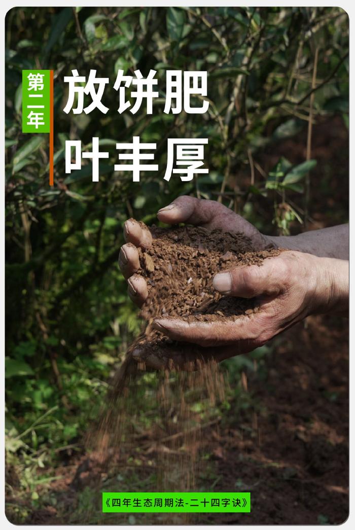 茶叶发酵用什么肥料最好（茶叶发酵用什么肥料最好最快） 茶叶发酵用什么肥料最好（茶叶发酵用什么肥料最好最快）《茶叶发酵肥料的方法》 茶叶资讯