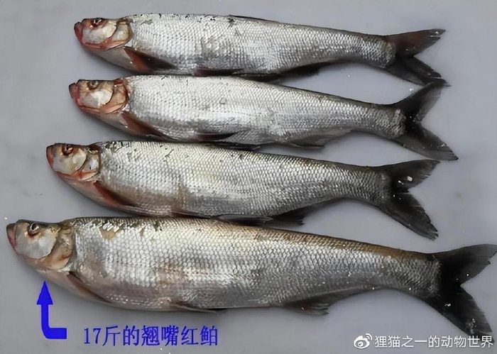 100吨翘嘴红鲌泛滥!四川邛海再发“捕杀令”,这是怎么回事?