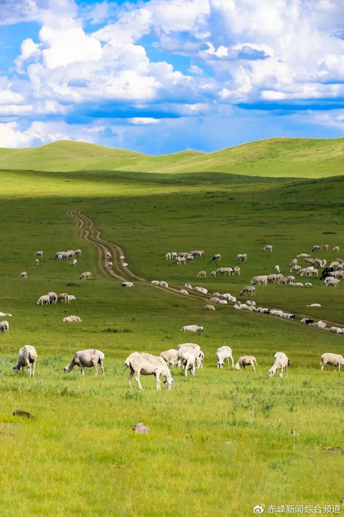 牛羊触手可及的蓝天白云都像一部宁静优美的纪录片眼睛看到的每一帧