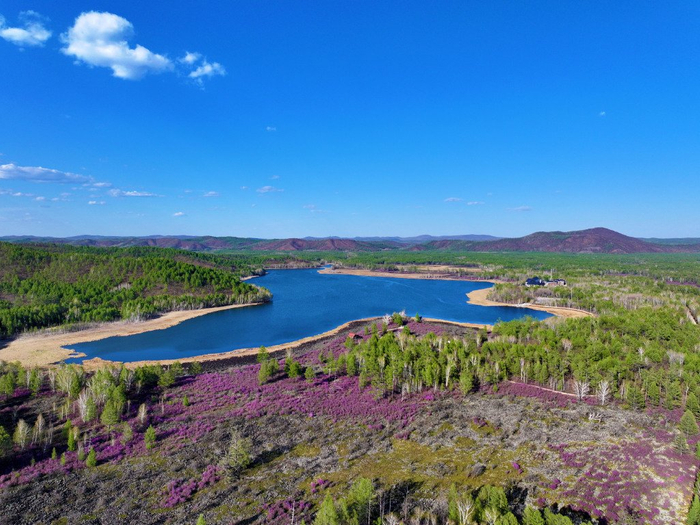相约达尔滨湖·畅游杜鹃花海|达尔滨湖|杜鹃花海|大兴安岭_新浪新闻