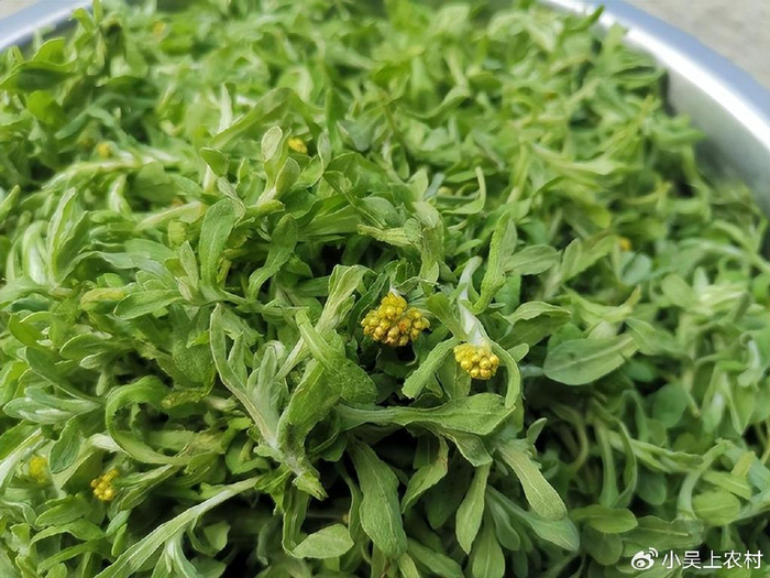 鼠曲草长出来了,也叫清明草,嫩时采摘来做清明粑粑吃,美得很|大自然