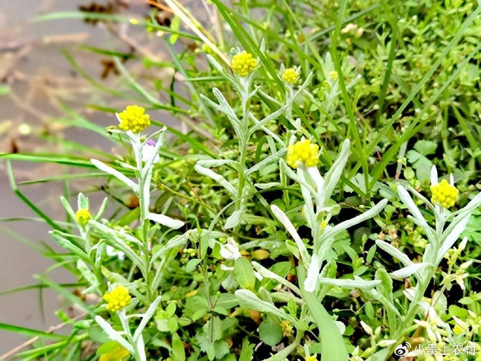 鼠曲草长出来了,也叫清明草,嫩时采摘来做清明粑粑吃,美得很|大自然